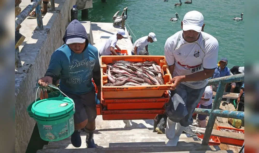 En diciembre de 2024, el sector Pesca presentó un crecimiento de 76,76%. Foto: Andina / Vidal Tarqui En diciembre de 2024, el sector Pesca presentó un crecimiento de 76,76%. Foto: Andina / Vidal Tarqui
