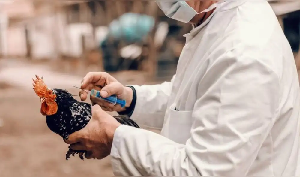 Tras el incremento de casos de gripe aviar en humanos en EE. UU., los trabajadores de la industria avícola han intensificado las medidas de bioseguridad, según Reuters. Foto: iStock.