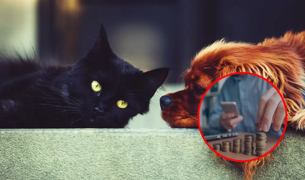 La adopción de mascotas ha generado un impacto positivo en la calidad de vida de sus dueños. Foto: composición LR/Andina