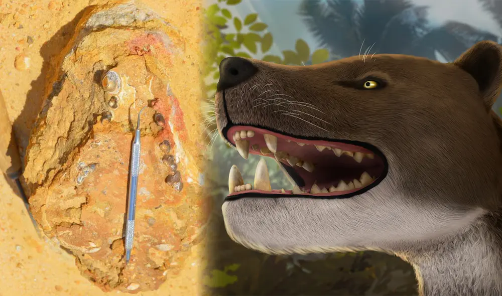 El Bastetodon pertenece a una especie de un grupo extinto de mamíferos carnívoros llamados hienodontes. Foto: Ahmad Morsi El Bastetodon pertenece a una especie de un grupo extinto de mamíferos carnívoros llamados hienodontes. Foto: Ahmad Morsi