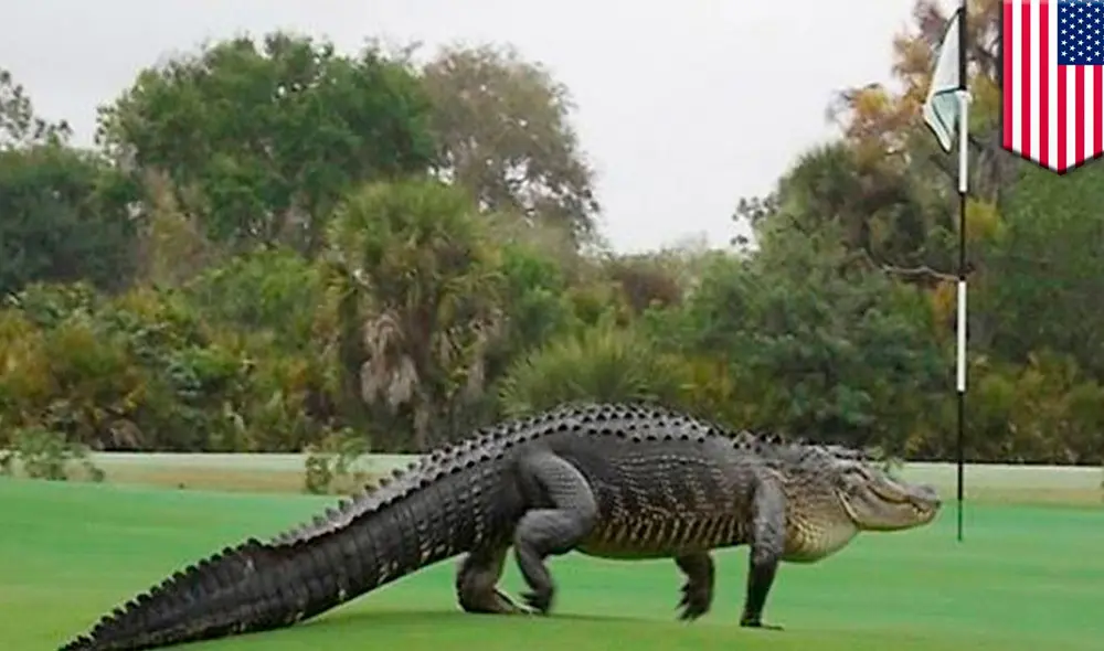 A pesar de la presencia destacada de los caimanes, el estudio también documentó otras especies que hacen vida en estos entornos subterráneos. Foto: Univisión A pesar de la presencia destacada de los caimanes, el estudio también documentó otras especies que hacen vida en estos entornos subterráneos. Foto: Univisión