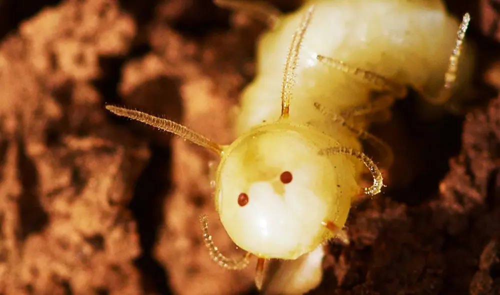 Los investigadores descubren una larva de mosca azul capaz de usar la cabeza falsa de termita en su parte trasera. Foto: Science Direct