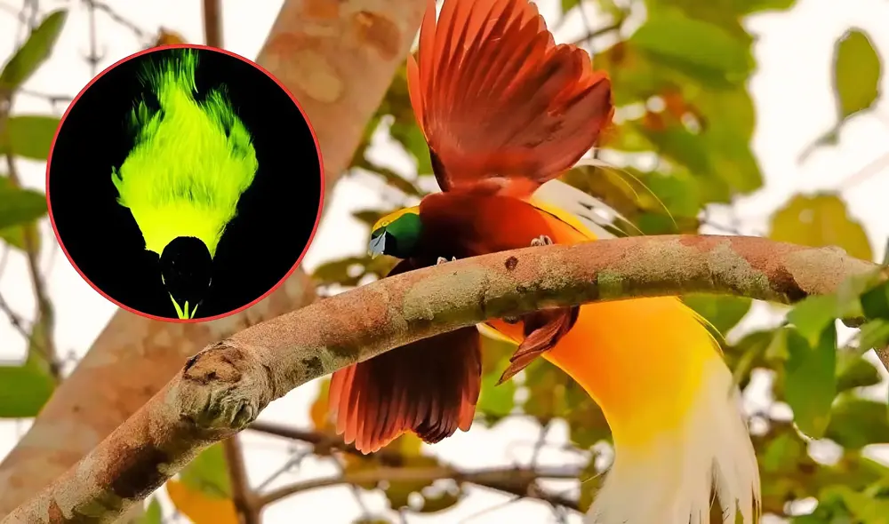 El resplandor se presentaría en el pico y las plumas durante la danza de cortejo. Foto: composición LR / Google / AMNH El resplandor se presentaría en el pico y las plumas durante la danza de cortejo. Foto: composición LR / Google / AMNH