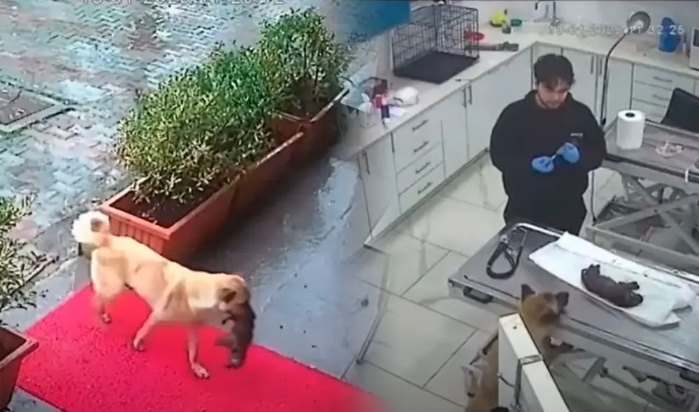 El frío extremo fue una de las razones que puso en peligro la vida del cachorro