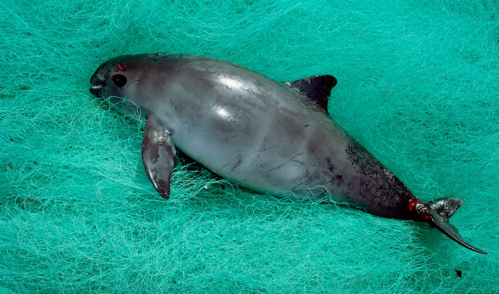 La vejiga natatoria de la totoaba es altamente valorado el mercado negro. Foto: difusión La vejiga natatoria de la totoaba es altamente valorado el mercado negro. Foto: difusión