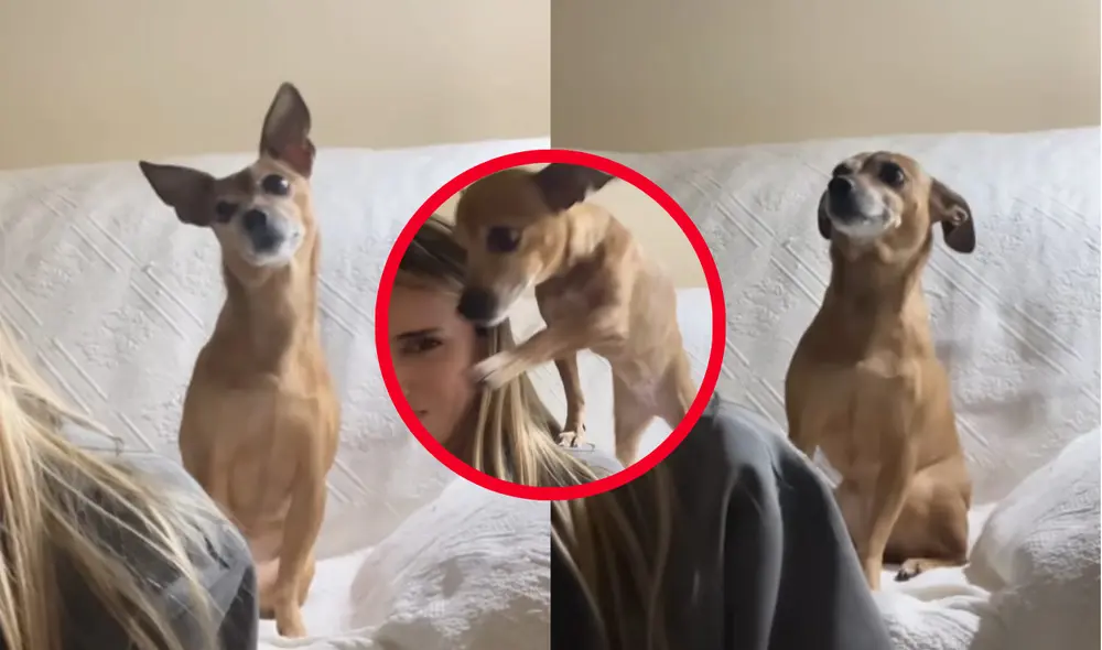 En el clip, la emotiva reacción de Noa al escuchar palabras familiares y situaciones cotidianas provoca una serie de comentarios sobre su inteligencia y sensibilidad. Foto: composición LR/Captura En el clip, la emotiva reacción de Noa al escuchar palabras familiares y situaciones cotidianas provoca una serie de comentarios sobre su inteligencia y sensibilidad. Foto: composición LR/Captura