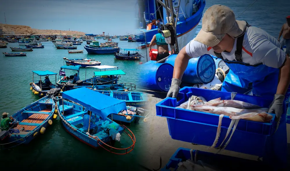 A través de IMARPE, el Ministerio de Producción realizó una investigación sobre la situación de la pota en el litoral peruano. Sin embargo, no hay respuestas concretas ante la reducción del recurso. Foto: Composición LR