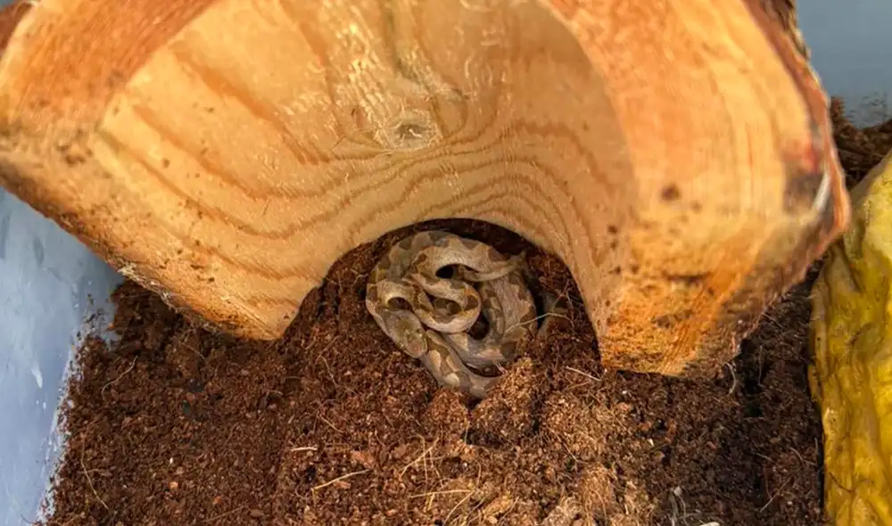 La serpiente fue rescatada por el Departamento de Pesca y Caza de New Hampshire. Foto: difusión La serpiente fue rescatada por el Departamento de Pesca y Caza de New Hampshire. Foto: difusión