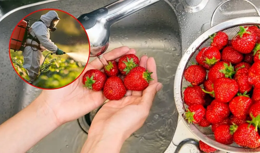 Lavar las fresas de manera adecuada es fundamental para eliminar residuos de pesticidas y microorganismos, según expertos. Foto: composición LR