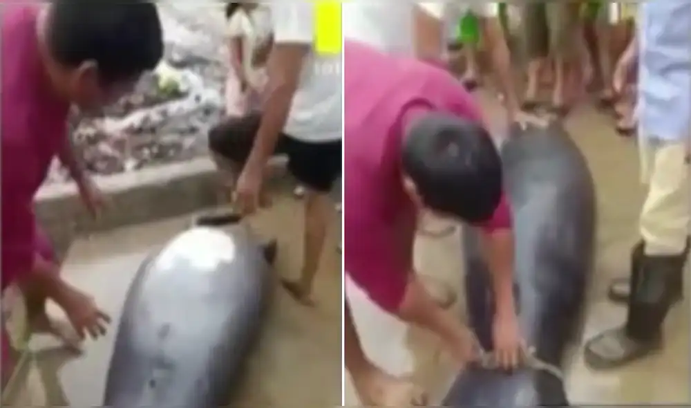 Animal fue amarrado y capturado por ciudadanos de San Martín. Foto: Difusión