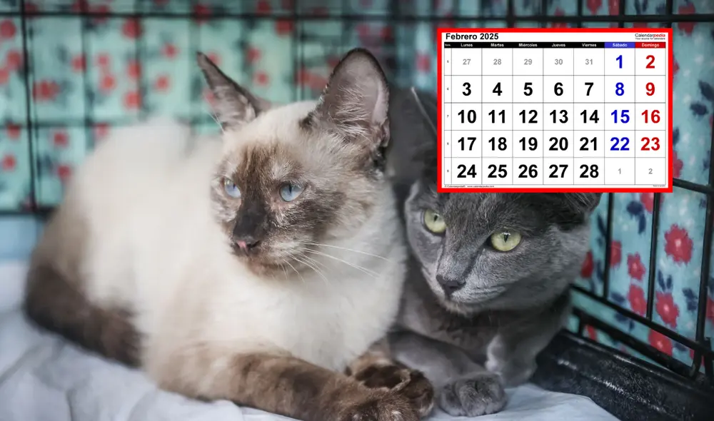 En esta fecha se conmemora y se recuerda las razones por las que los gatos son tan queridos. Foto: composición LR/Andina/difusión En esta fecha se conmemora y se recuerda las razones por las que los gatos son tan queridos. Foto: composición LR/Andina/difusión