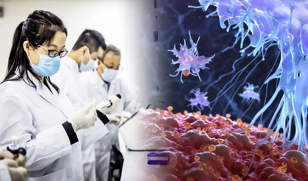 Investigadores del Instituto de Biomedicina y Salud de Guangzhou, China, han hallado que la inhibición de la proteína STING incrementa la supervivencia a la radiación en ratones expuestos a dosis letales. Foto: composición LR/CMRH/Imugene