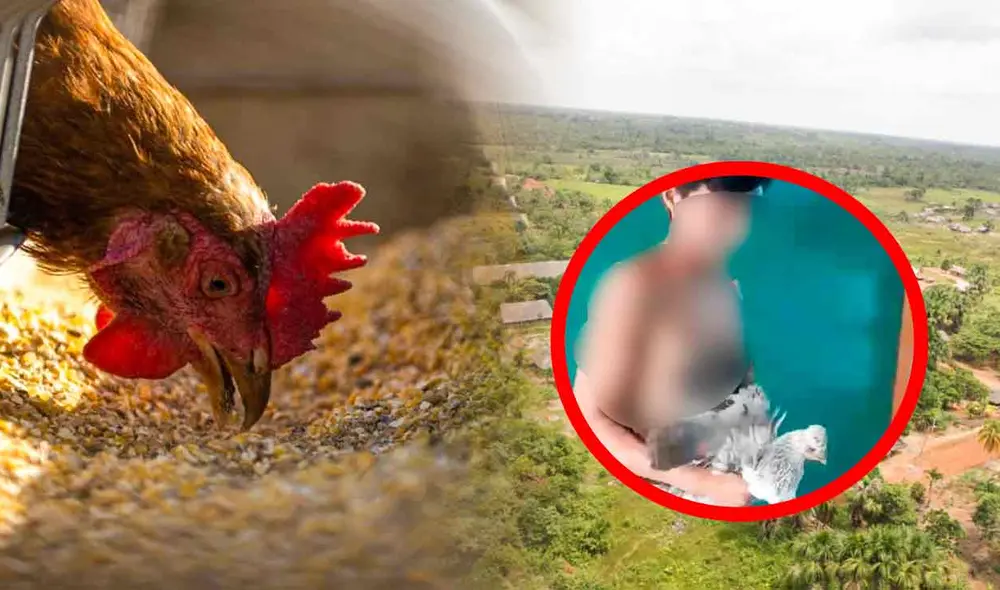 El adolescente pidió disculpas a la vecina por robar su gallina y la devolvió luego de ser descubierto. Foto: composición LR