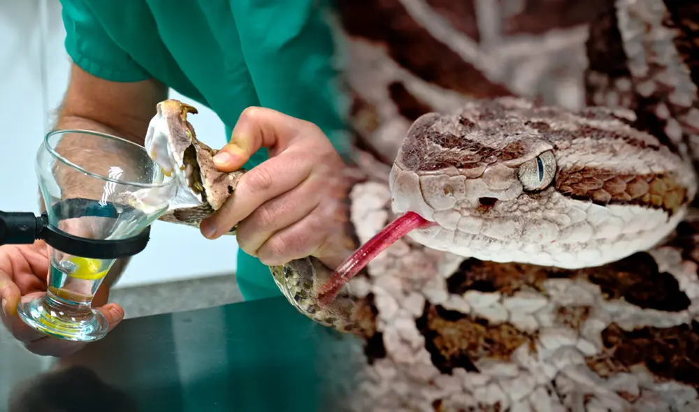 Mujer de 66 años fallece en Uruguay tras ser mordida por serpiente venenosa. Foto: composición LR Mujer de 66 años fallece en Uruguay tras ser mordida por serpiente venenosa. Foto: composición LR