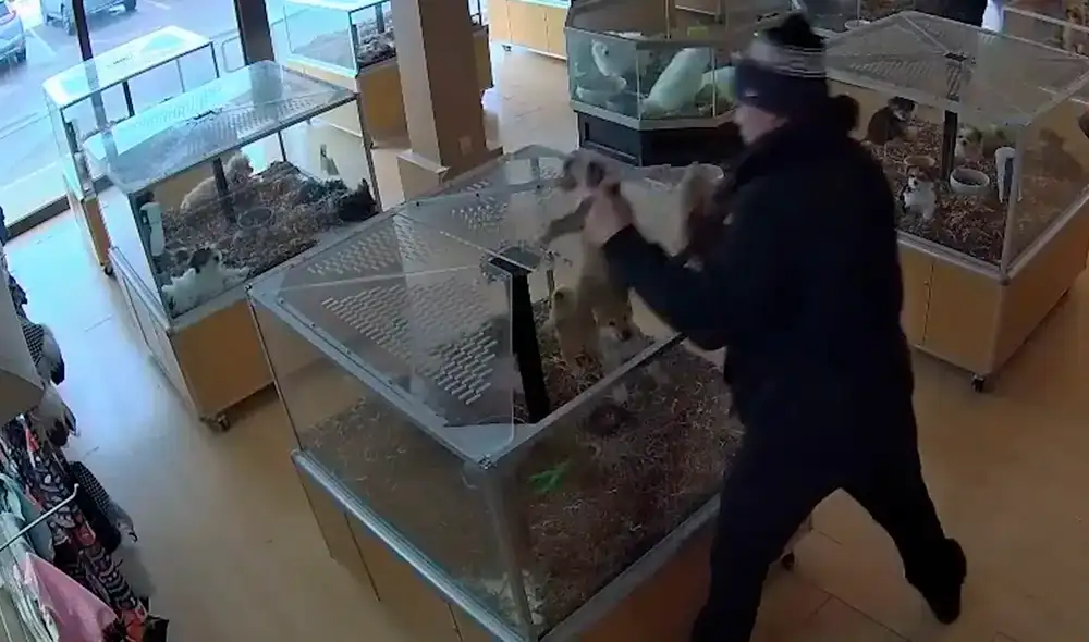 Aprovechando la confusión, el ladrón tomó los cachorros y logró escapar en un Cadillac Escalade dorado. Foto: USA Today Aprovechando la confusión, el ladrón tomó los cachorros y logró escapar en un Cadillac Escalade dorado. Foto: USA Today