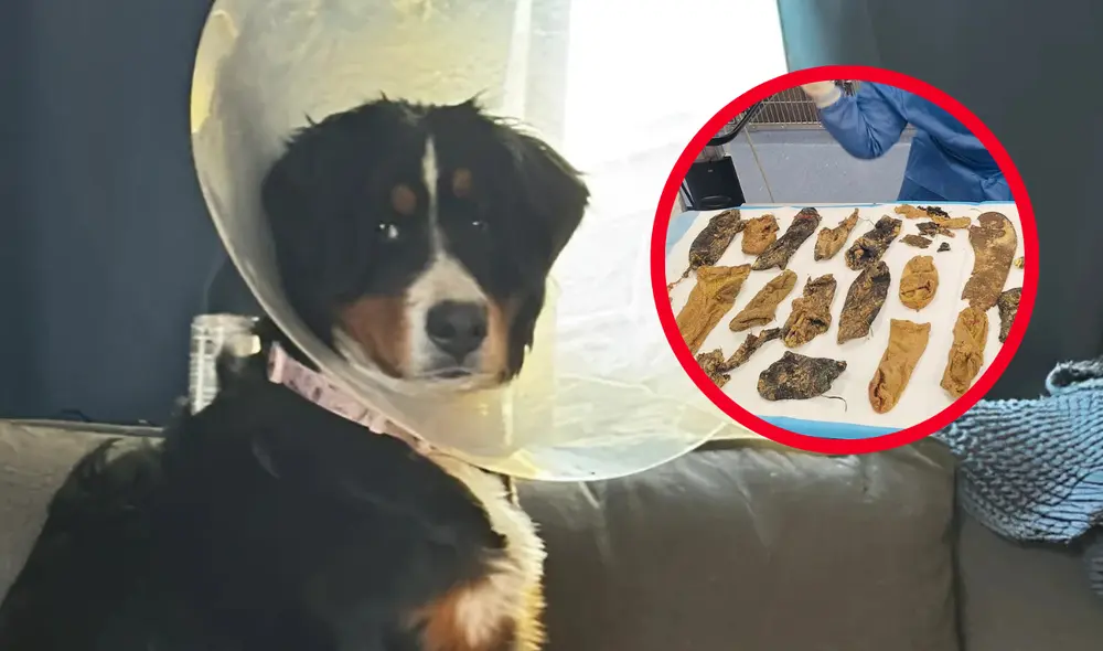 El procedimiento quirúrgico incluyó una gastrotomía y una enterotomía, y fue exitoso. Foto: composición LR/coronaanimaler/Instagram