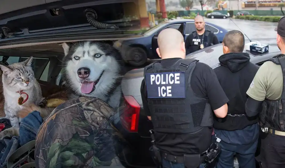 Esto debes hacer si te deportan de Estados Unidos y tienes mascotas en casa. Foto: Lr/ CNN