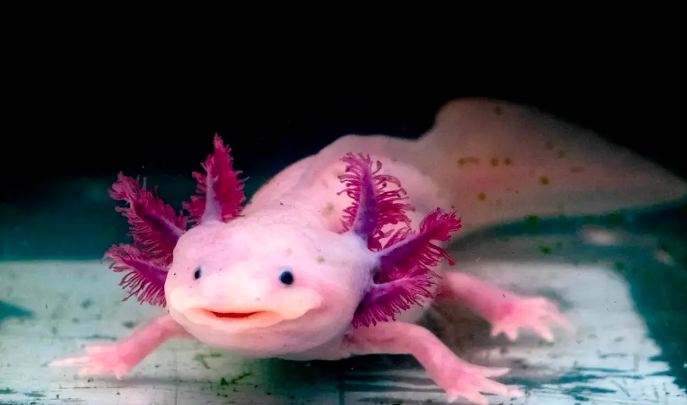 Este animal estaba vinculado al dios Xólotl, una deidad relacionada con la transformación y el ocaso. Foto: difusión