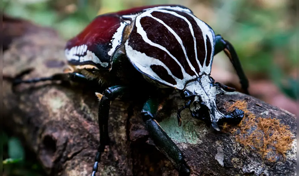 La investigación indica que aproximadamente el 80% del hábitat natural del Goliathus cacicus fue destruida. Foto: Nickolas Warner/Shutterstock. La investigación indica que aproximadamente el 80% del hábitat natural del Goliathus cacicus fue destruida. Foto: Nickolas Warner/Shutterstock.