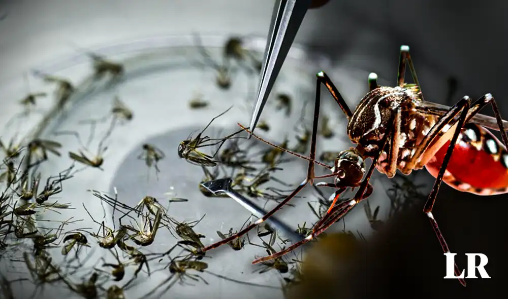El dengue ha sido un problema de salud pública en Argentina y el mundo. Foto: composición LR/Jazmín Ceras/CNN