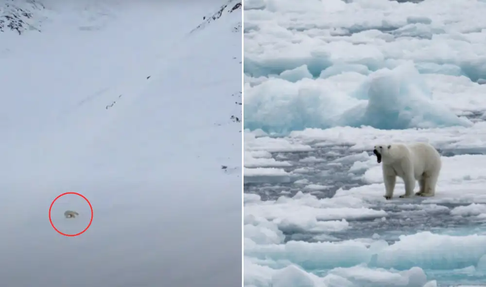 Captan la salida de osos polares de sus madrigueras. Foto: composición LR Captan la salida de osos polares de sus madrigueras. Foto: composición LR