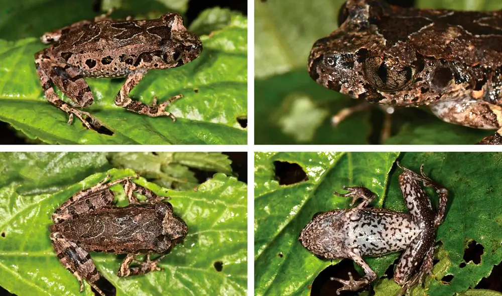 La nueva especie de sapo fue descubierta en la reserva natural del suroeste de Yunnan, en China. Foto: difusión