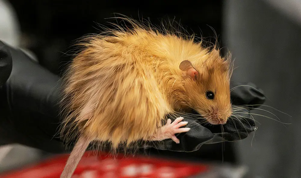 El ratón creado por científicos de Colossal Biosciences posee un pelaje característico de los mamuts lanudos. Foto: Colossal