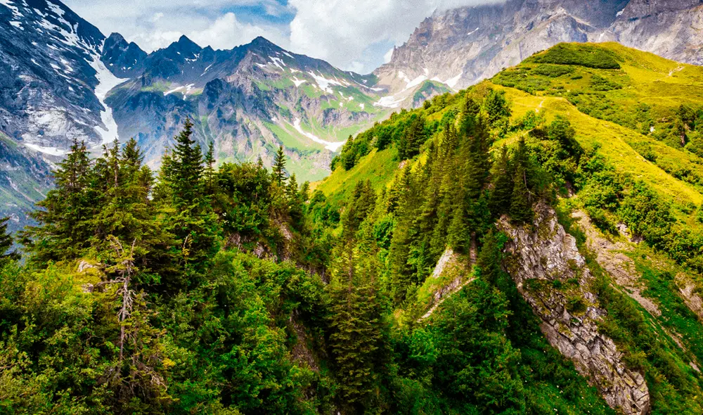 La investigación, realizada en Suiza, muestra que los árboles reaccionan a su historial de acceso al agua. Foto: 5Trips.