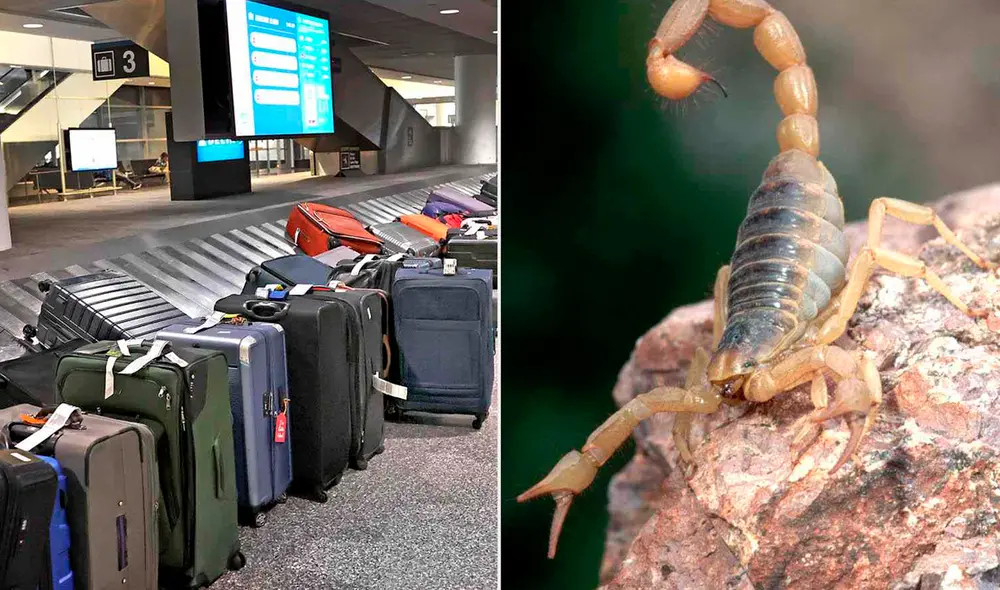 La Policía Estatal de Massachusetts investiga cómo llegó el escorpión al aeropuerto. Foto: People.com