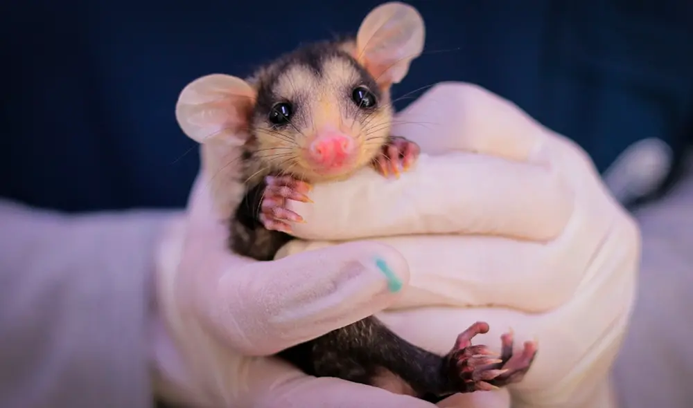 Durante su breve gestación, las crías de las zarigüeyas nacen subdesarrolladas y deben permanecer en el marsupio materno para completar su desarrollo. Foto: Universidad CES.