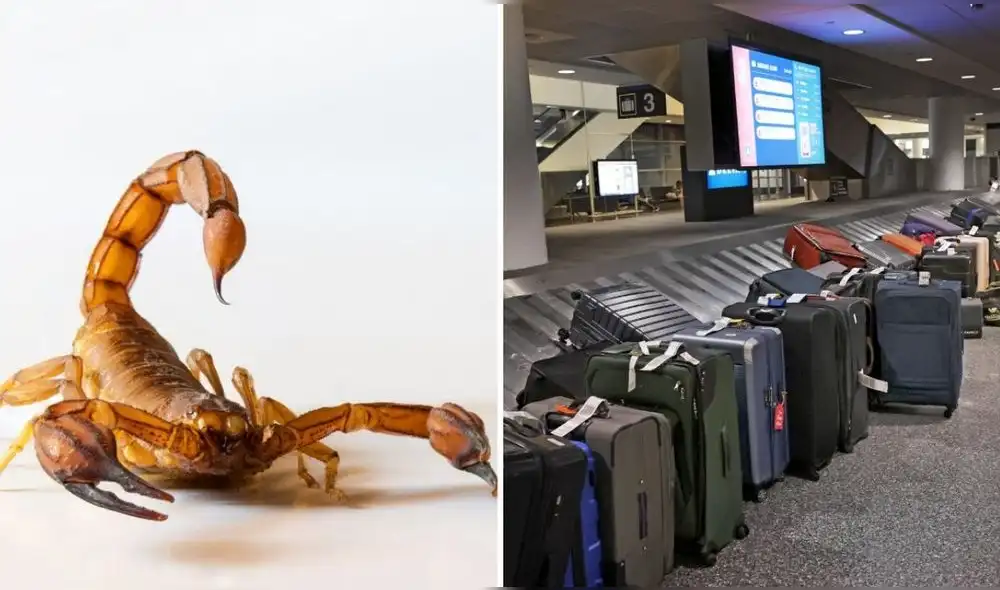 La presencia del escorpión ha generado dudas sobre los protocolos de seguridad en los vuelos internacionales y la posibilidad de que especies exóticas sean transportadas de manera descontrolada. Foto: Telemundo. La presencia del escorpión ha generado dudas sobre los protocolos de seguridad en los vuelos internacionales y la posibilidad de que especies exóticas sean transportadas de manera descontrolada. Foto: Telemundo.