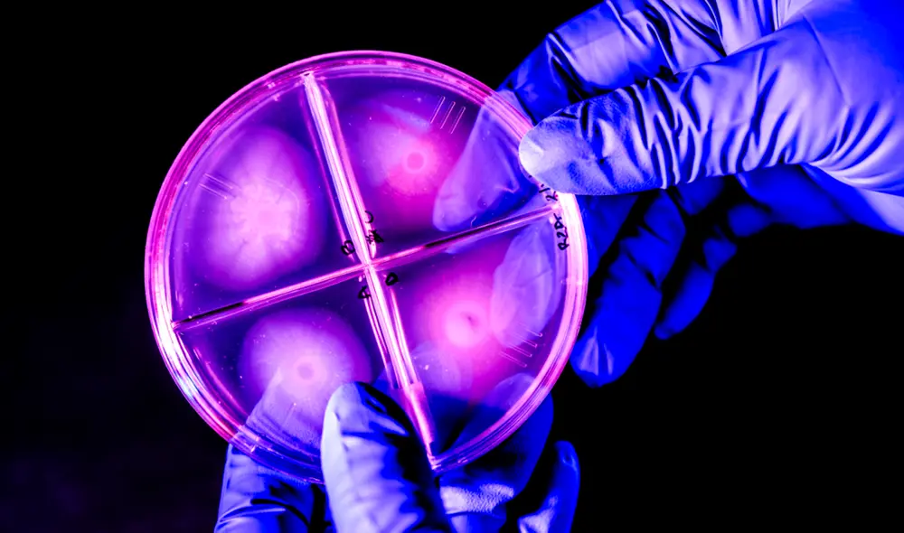 Verónica Godoy-Carter, profesora adjunta de biología, descubrió una bacteria violeta entre antiguas “rocas vivas” de la Patagonia. Foto: Matthew Modoono/Northeastern University