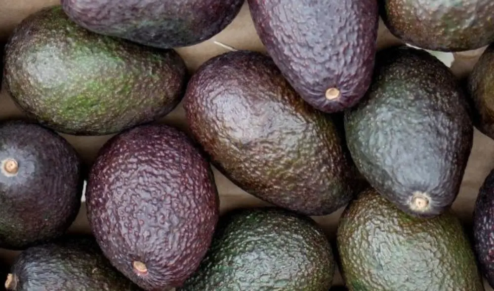 Autoridades y sector privado trabajan en estrategias para fortalecer el comercio bilateral. Foto: Adex