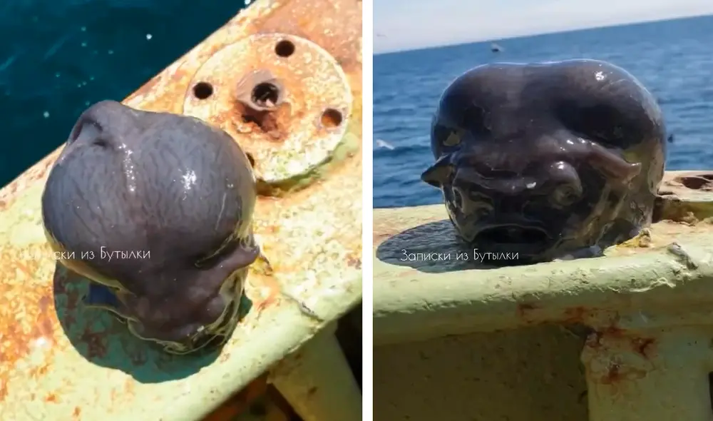 El fotógrafo Roman Fedortsov encontró a un 'pez alien' en medio del océano. Foto: composición LR/Roman Fedortsov