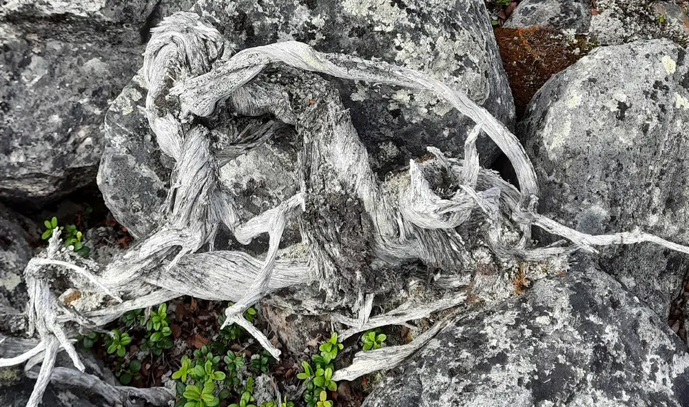 El antiguo enebro fue descubierto en la tundra de Utsjoki, en Finlandia. Foto: Marco Carrer