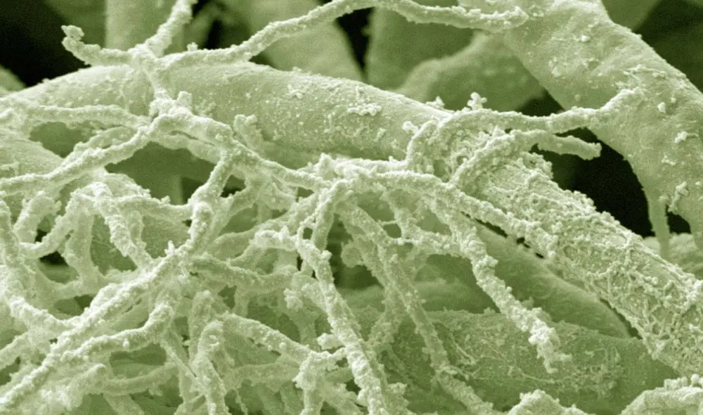 Este hallazgo resalta la importancia de la microbiología en la búsqueda de tratamientos contra el envejecimiento. Foto: Sci News