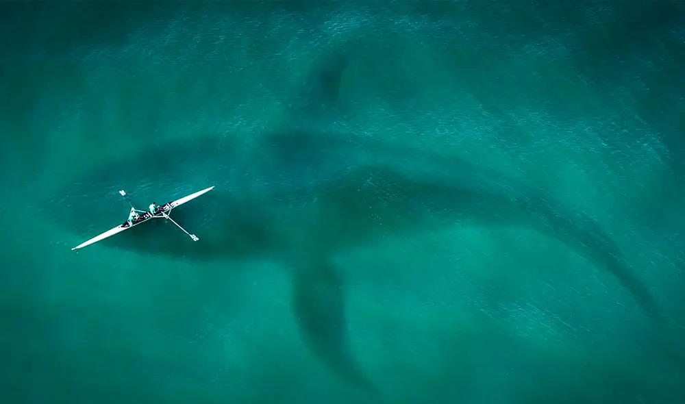 Investigadores estudiaron fósiles del Megaladon y descubrieron que posee una longitud superior a estimaciones anteriores. Foto: IStock