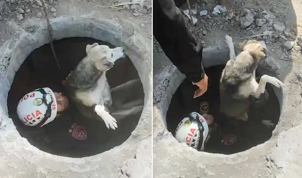 El perrito se fue corriendo luego de ser rescatado por los policías. Foto: composición LR/difusión