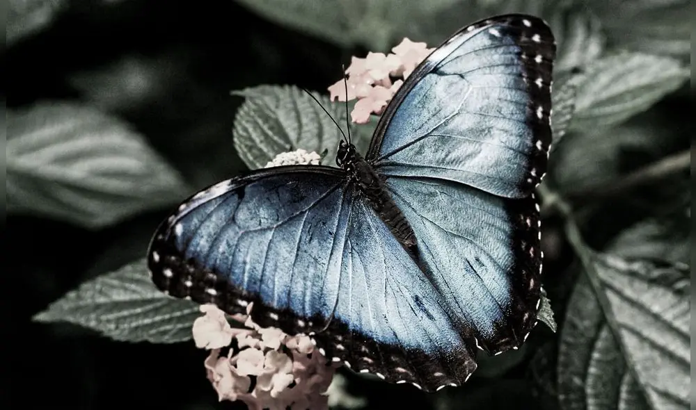 La investigación confirma lo que diversos expertos advirtieron: la desaparición no es un fenómeno aislado. Foto: Rtve. La investigación confirma lo que diversos expertos advirtieron: la desaparición no es un fenómeno aislado. Foto: Rtve.