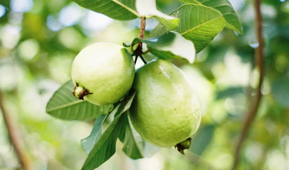 El consumo de esta fruta ofrece muchos beneficios al organismo. Foto: composición LR