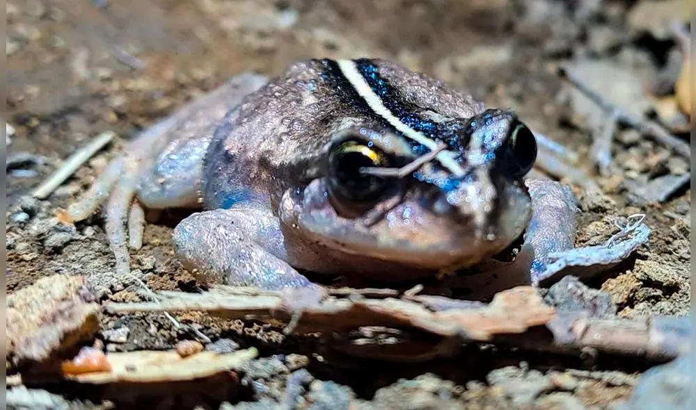 Esta especie fue originalmente descrita en 1902 por el naturalista Rodulfo Amando Philippi. Foto: Naturalist. Esta especie fue originalmente descrita en 1902 por el naturalista Rodulfo Amando Philippi. Foto: Naturalist.