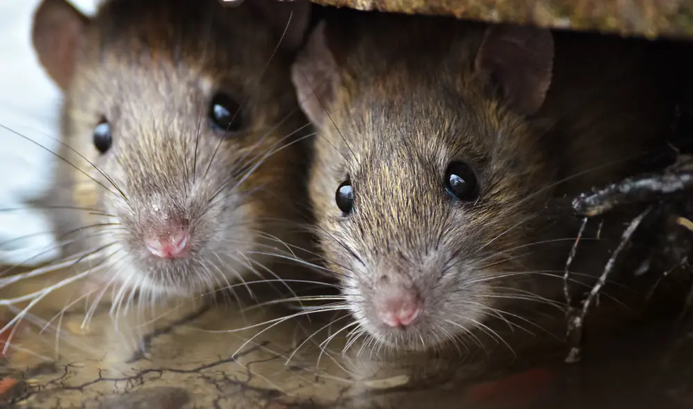 Expertos sugieren que prácticas de saneamiento y control estructural son clave para mitigar la infestación. Foto: Telemundo 52