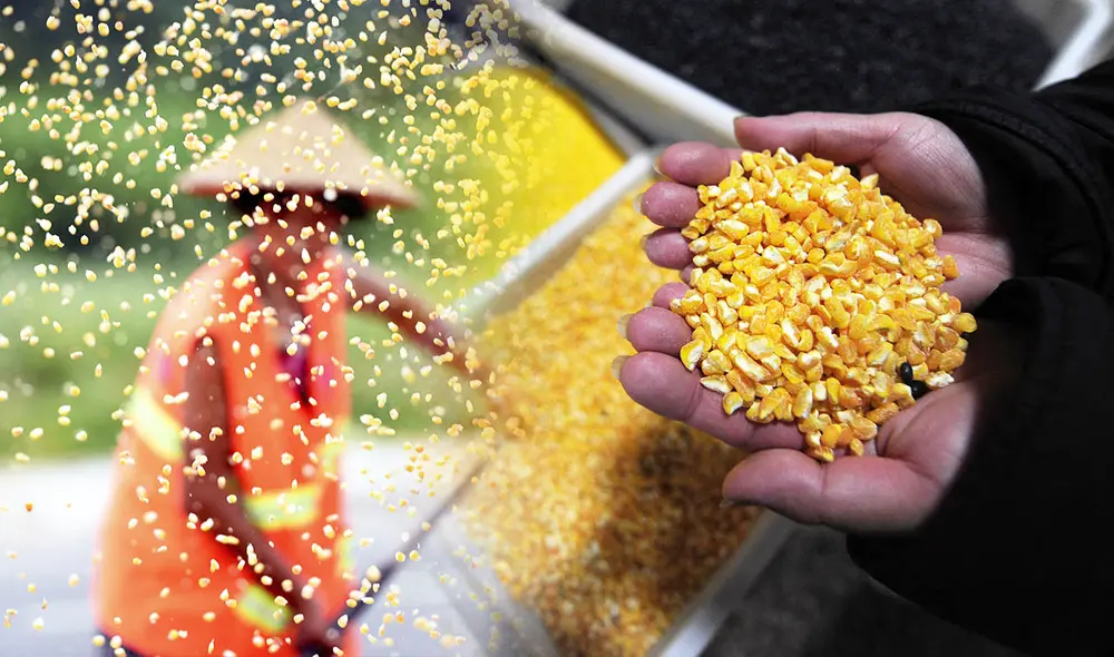 Este maíz chino, con un 10% de proteína, podría reducir en 8 millones de toneladas las importaciones de soja, fortaleciendo la producción interna y garantizando la seguridad alimentaria. Foto: composición LR/AFP