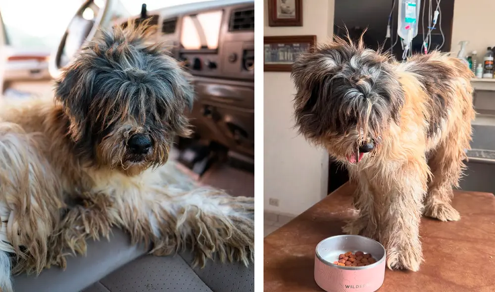 El caso de la perrita callejera hallada en Baja California Sur se viralizó en TikTok. Foto: composición LR/Expedition Ola El caso de la perrita callejera hallada en Baja California Sur se viralizó en TikTok. Foto: composición LR/Expedition Ola