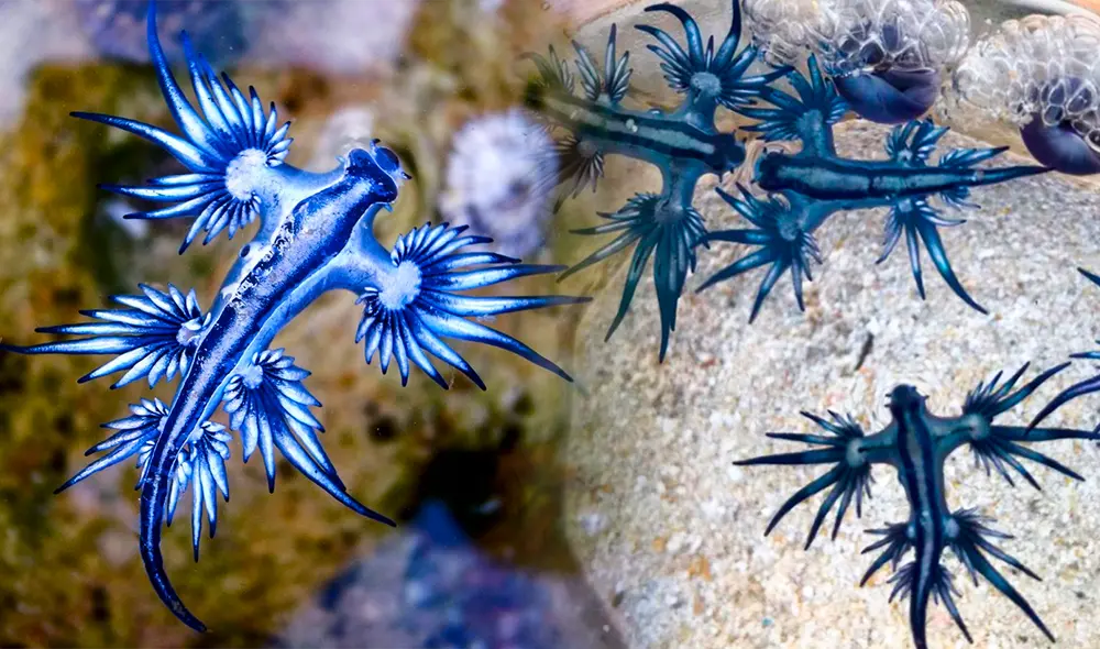 Los dragones azules (Glaucus atlanticus) son un tipo de molusco marino que pertenece a la familia Glaucidae. Foto: Composición LR/Shutterstock/El mundo.