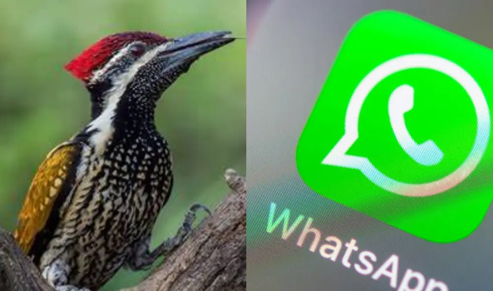 El "modo pájaro carpintero" en WhatsApp no es una función oficial de la aplicación, sino una personalización que los usuarios pueden hacer cambiando el ícono de la app. Foto: composición LR/Las 100- Las Cienradios