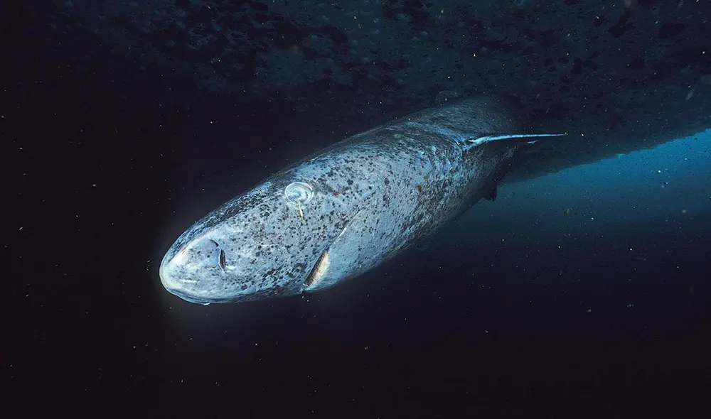 Estimaciones indican que el tiburón de Groenlandia puede vivir más de 500 años, un nuevo estudio revela el secreto de su longevidad. Foto: Wikinmedia Estimaciones indican que el tiburón de Groenlandia puede vivir más de 500 años, un nuevo estudio revela el secreto de su longevidad. Foto: Wikinmedia
