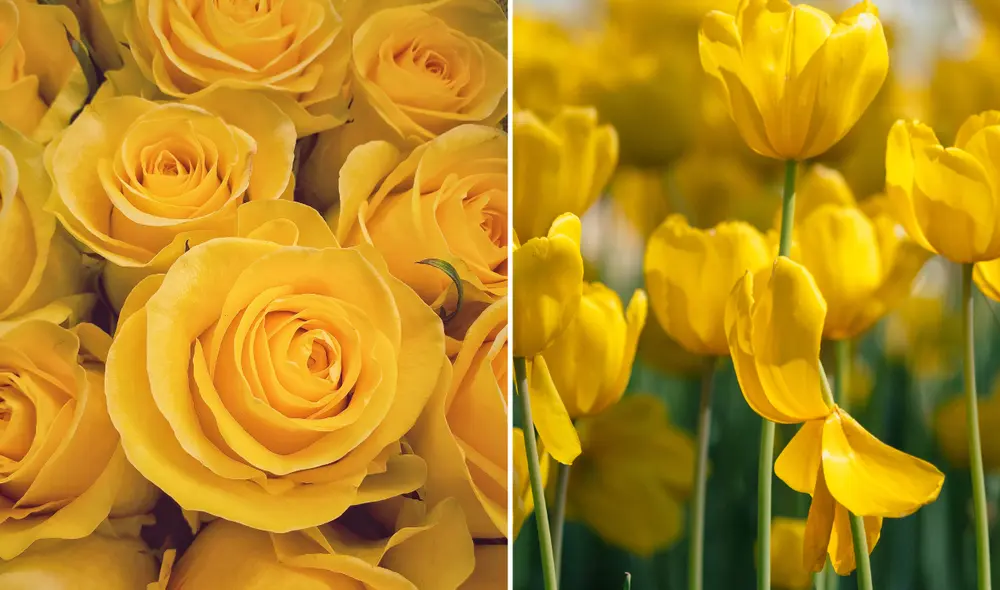 La costumbre de regalar flores amarillas ha trascendido generaciones y fronteras, convirtiéndose en un gesto simbólico. Foto: composición LR