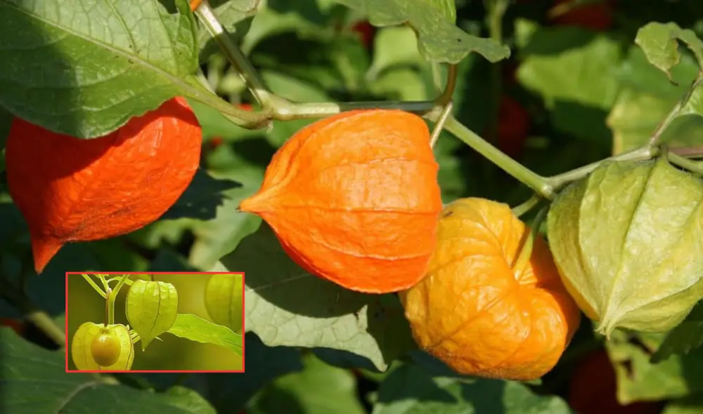 La mullaca es una planta de rápido crecimiento y suele encontrarse en su estado silvestre en la Amazonía, aunque también se cultiva en algunas zonas tropicales. Foto: composición LR/gob.pe/provincia de Huari La mullaca es una planta de rápido crecimiento y suele encontrarse en su estado silvestre en la Amazonía, aunque también se cultiva en algunas zonas tropicales. Foto: composición LR/gob.pe/provincia de Huari