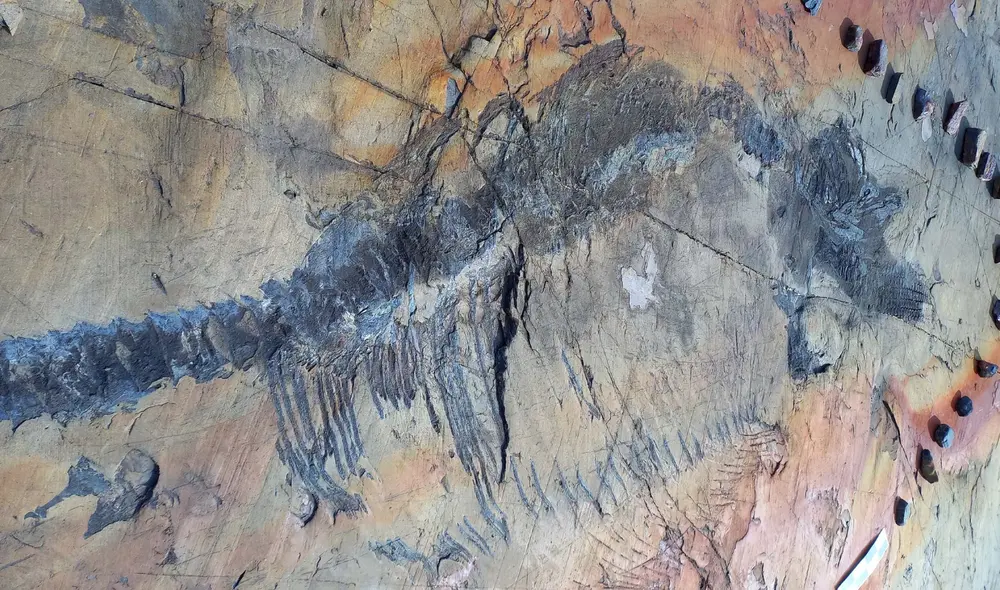 Hallan el fósil de un ictiosaurio embarazada de 131 millones de años en Chile. Foto: Universidad de Magallanes